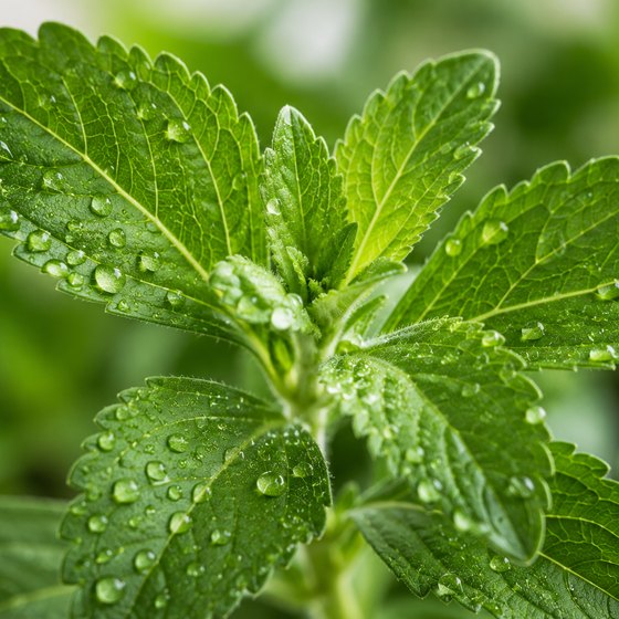 A fresh green stevia leaf.